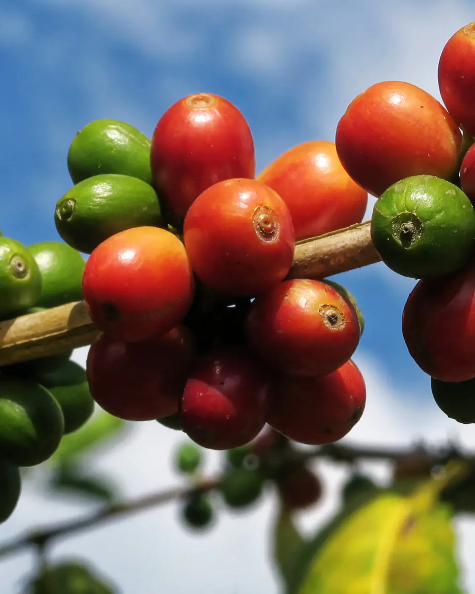 Ripe red and unripe green coffee cherries on an arabica branch