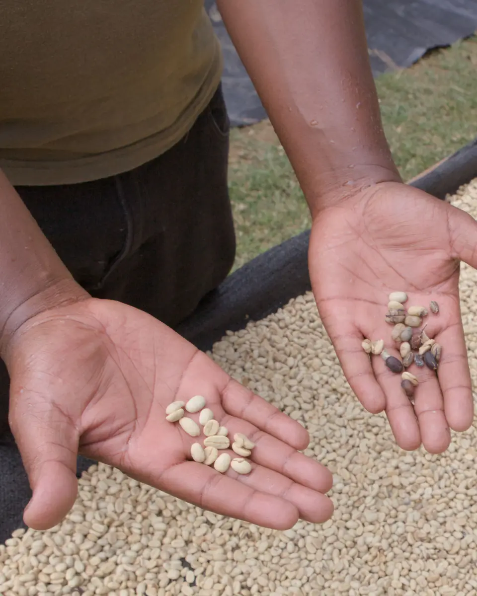 Hands holding sorted green coffee beans over a drying bed in Tanzania
