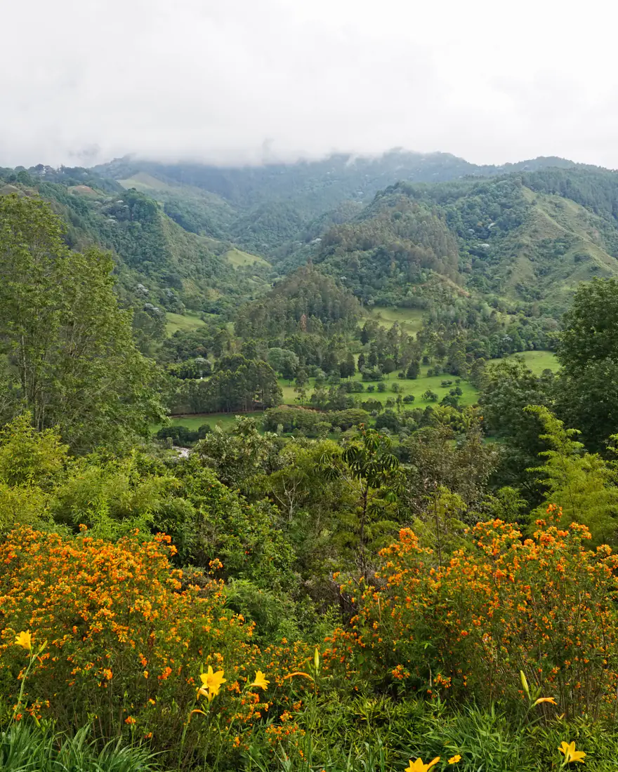 Green hills of the Cocora Valley in Colombia's coffee region