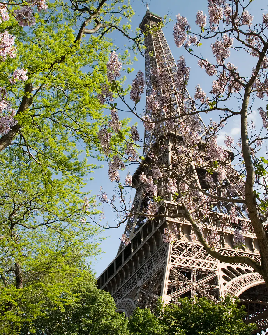 The Eiffel Tower framed by spring blossoms, Paris