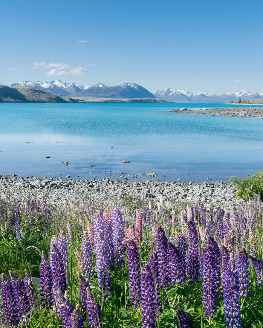 Lupins on the shore of Lake Tekapo with distant mountains