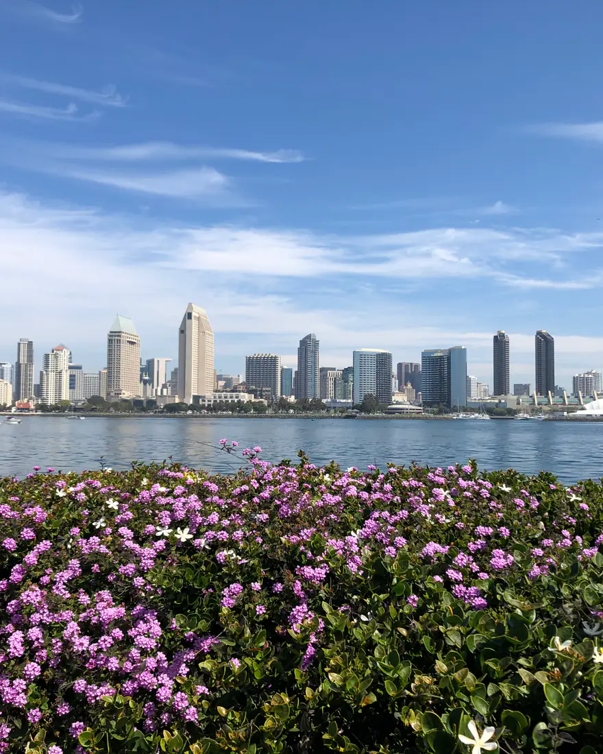 San Diego's skyline across the bay, with flowers in the foreground