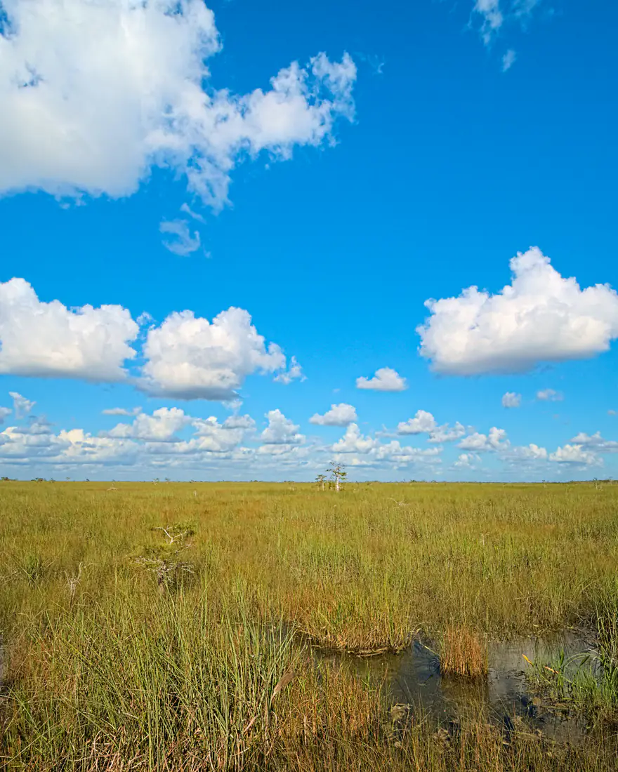 Sawgrass prairie under summer clouds in Everglades National Park