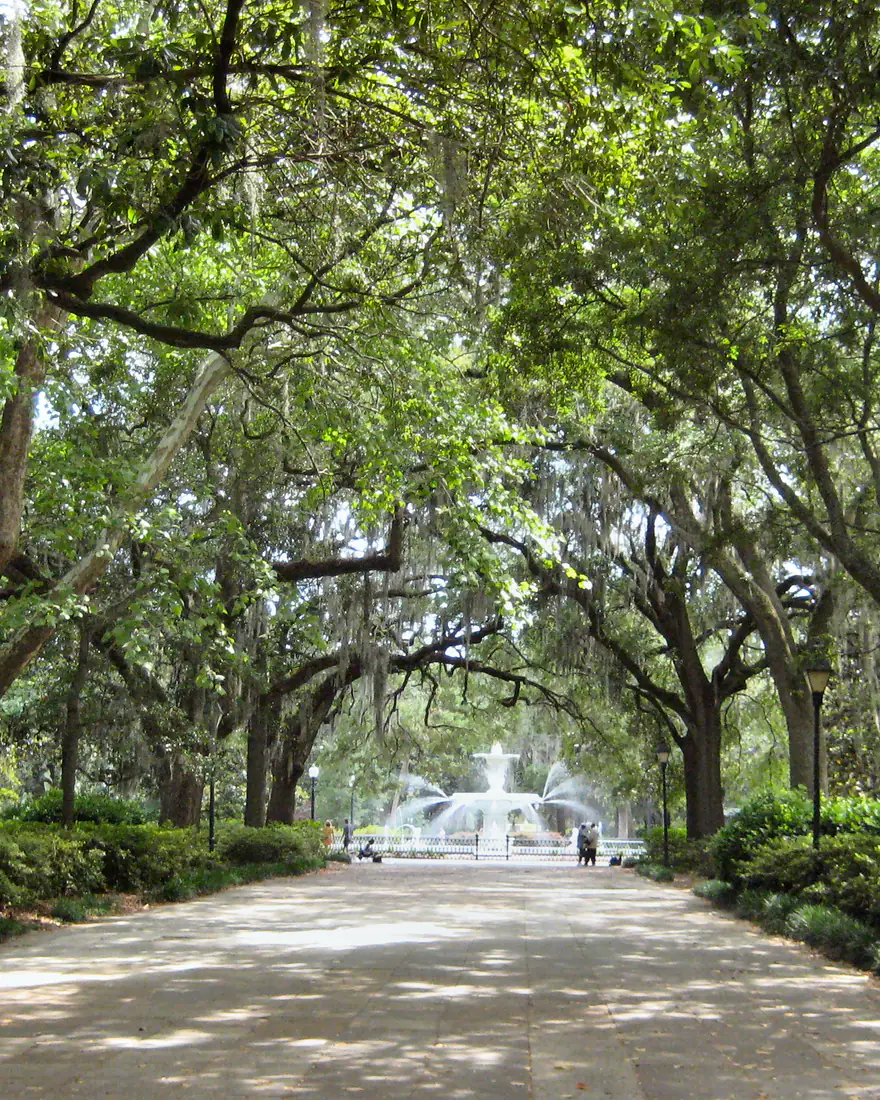 Live oaks lining the path to the Forsyth Park fountain, Savannah