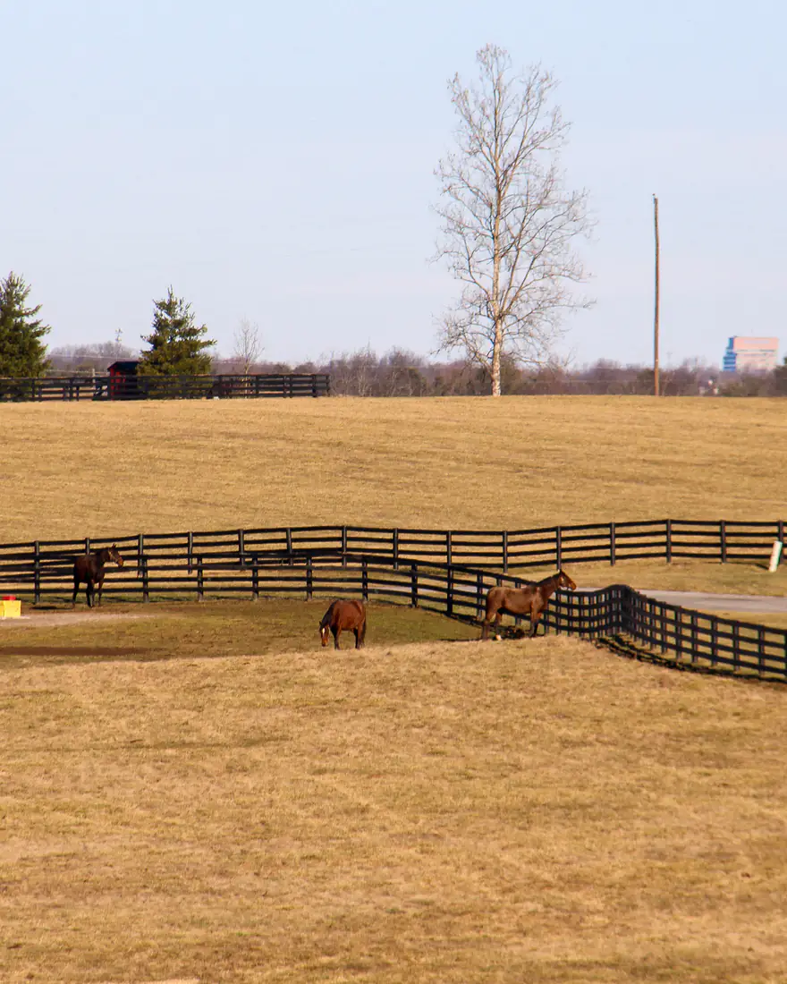 Horses on a fenced bluegrass farm with downtown Lexington in the distance