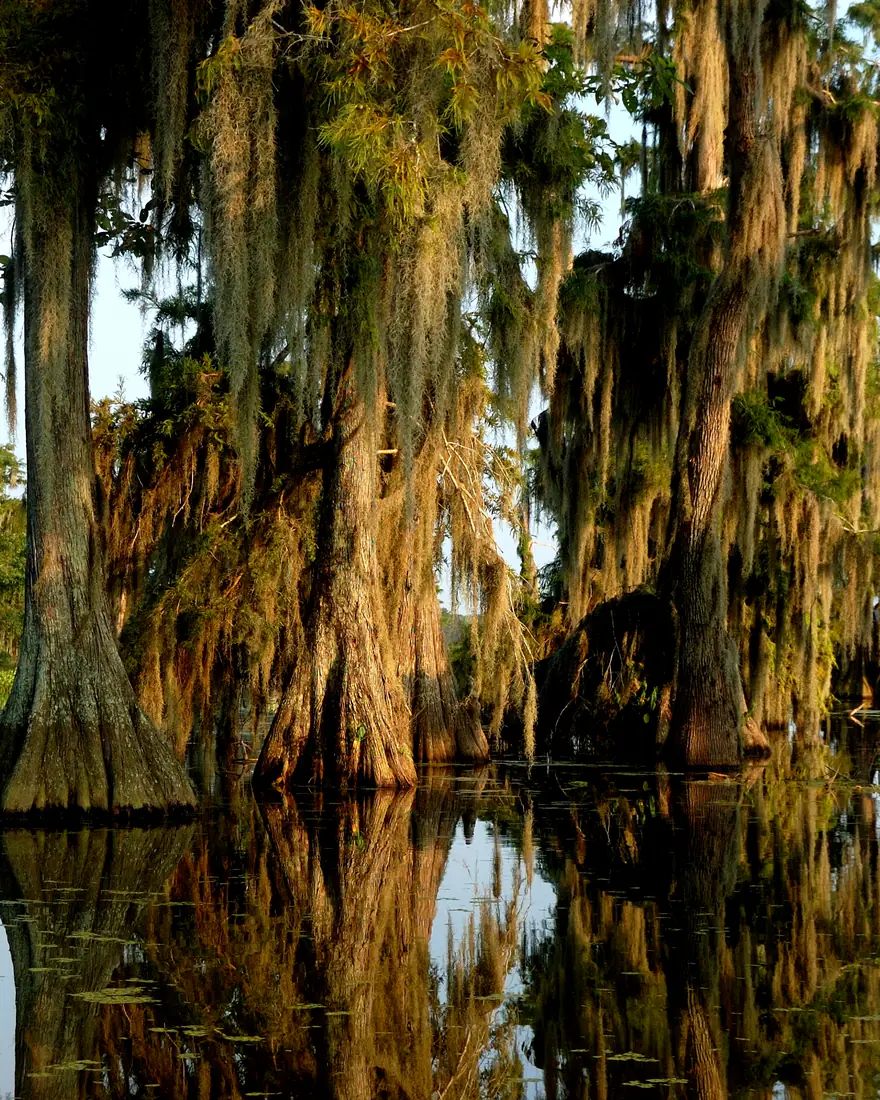 Bald cypress trees draped in moss at Lake Martin, Louisiana