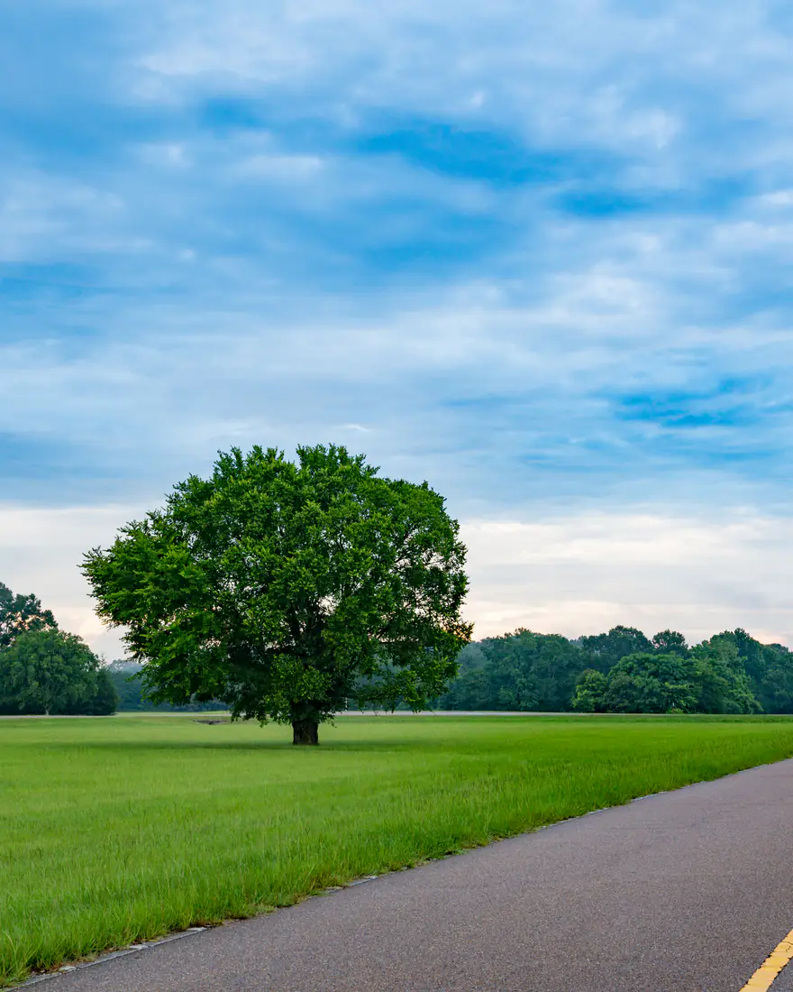 A lone oak beside the Natchez Trace Parkway in Mississippi
