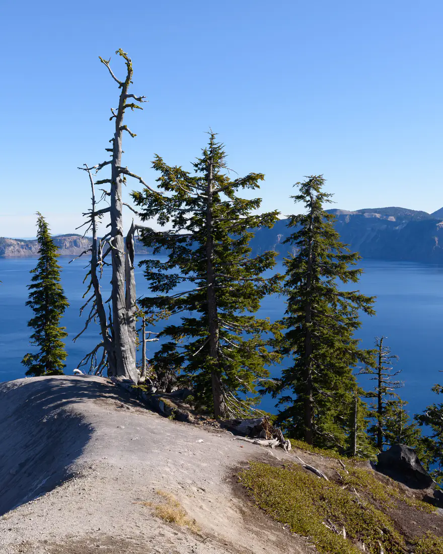 Crater Lake from its rim, framed by pines