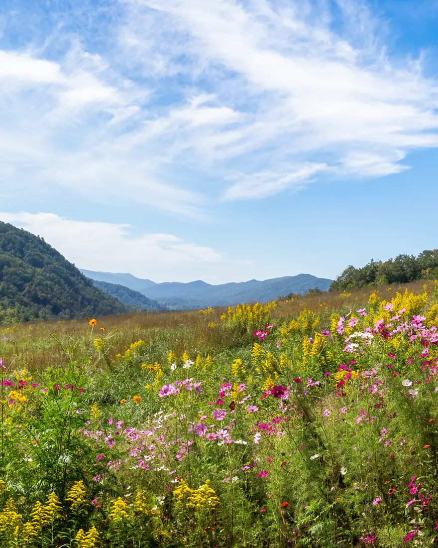 A wildflower meadow in the Great Smoky Mountains